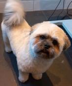 Hondentrimsalon, Dieren en Toebehoren, Februari, Geslacht onbekend