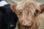 Mini hooglander stier, Dieren en Toebehoren, Runderen, Mannelijk, 0 tot 2 jaar