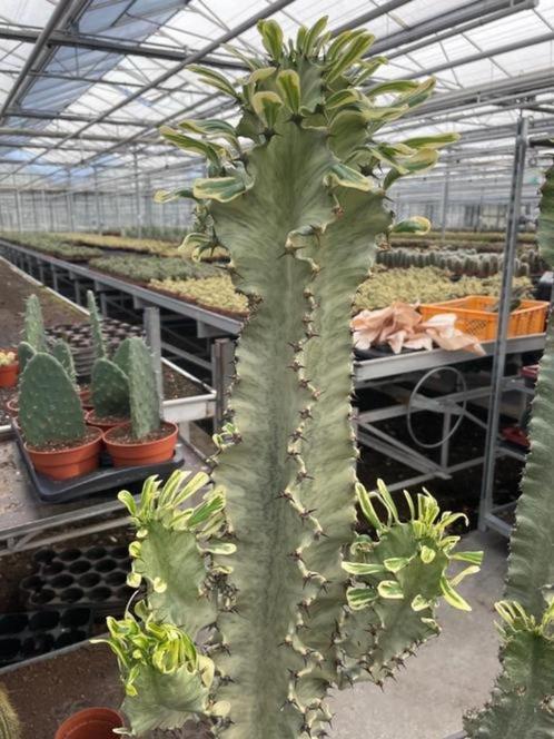 Cactus Euphorbia Ingens Marmorata circa 75-80 cm hoog., Huis en Inrichting, Kamerplanten, Cactus, Minder dan 100 cm, Groene kamerplant
