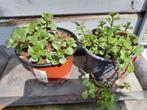 Sedum spurium, roze bloei, Ophalen, Zomer, Overige soorten, Volle zon