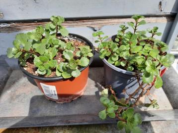 Sedum spurium, roze bloei beschikbaar voor biedingen