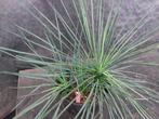 Yucca linearifolia ssp. Saltillo 26, 3 koppen, Tuin en Terras, Planten | Tuinplanten, Vaste plant, Ophalen of Verzenden, Overige soorten