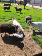2 jarige qusant dekram, Mannelijk, Schaap, 0 tot 2 jaar