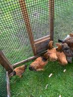 Wyandotte kriel haan, Dieren en Toebehoren, Pluimvee, Meerdere dieren, Kip