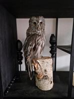 taxidermie opgezette uil, Verzamelen, Dierenverzamelingen, Ophalen of Verzenden, Zo goed als nieuw, Vogel, Opgezet dier