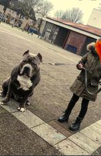 American bully xl champion ragnar dekreu, Rabiës (hondsdolheid), Particulier, 3 tot 5 jaar, Buitenland