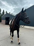 4 jarige ruin, Dieren en Toebehoren, Paarden, B, Gechipt, Ruin, Dressuurpaard