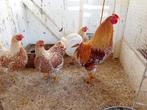 Te koop broedeieren van raszuivere wyandotte krielkip, Dieren en Toebehoren, Ophalen of Verzenden, Nieuw, Overige typen