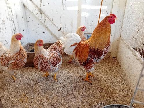 Te koop broedeieren van raszuivere wyandotte krielkip, Dieren en Toebehoren, Pluimvee | Toebehoren, Nieuw, Overige typen, Ophalen of Verzenden