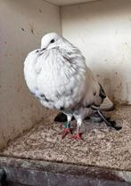 Gevlekte doffer, Dieren en Toebehoren, Vogels | Duiven, Mannelijk, Kropper