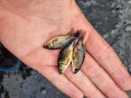 Baby karpers. Spiegelkarpers 3-4 cm, Dieren en Toebehoren, Karper of Koi