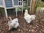 Mooi koppel pluizige zijdehoenders, Meerdere dieren, Kip