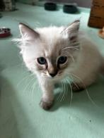Ragdoll kittens, Meerdere dieren