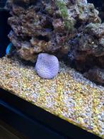 Leder koraal paddestoel leder, Ophalen, Overige typen