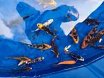 Koi, koikarpers, japanse koi, Dieren en Toebehoren, Vissen | Vijvervissen, Karper of Koi