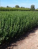 Liguster ovalifolium - Ligustrum, Ophalen, Zomer, Vaste plant, Overige soorten