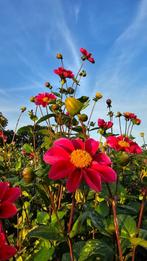 Diverse dahlia knollen, Tuin en Terras, Bloembollen en Zaden, Ophalen of Verzenden, Volle zon, Knol
