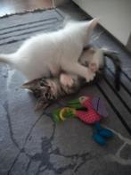 Hallo lieve kitten te ophalen, 0 tot 2 jaar