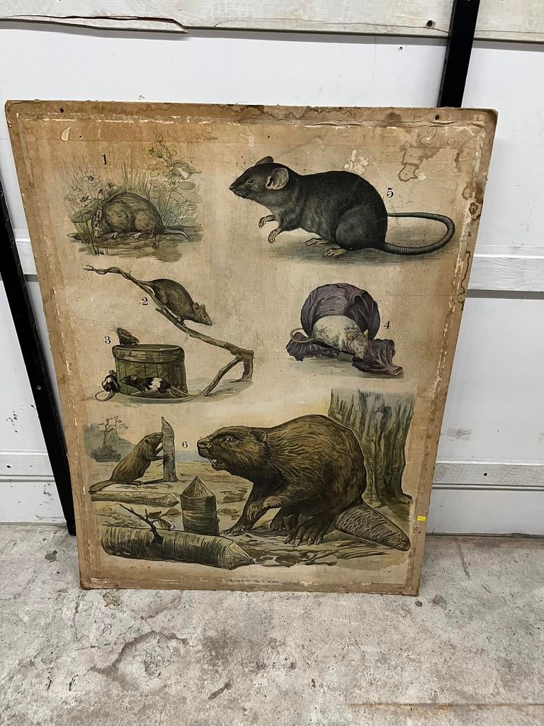 Schoolkaart rat knaagdier bever vintage Raven Rijp jaren 60, Ophalen of Verzenden, Gebruikt
