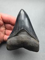 Georgia TOP megalodon tand, Verzenden, Fossiel