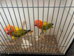 Agapornis Euwing Opaline uit 2025, Dieren en Toebehoren, Vogels | Parkieten en Papegaaien, Geslacht onbekend, Dwergpapegaai of Agapornis
