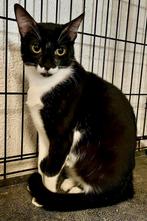 Een prachtig klein gezinnetje zoekt samen een nieuw thuis, Dieren en Toebehoren, Katten en Kittens | Overige Katten, Poes