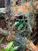 Kielbuikhagedisjes - Gastropholis prasina 1.1, Dieren en Toebehoren, Hagedis, Met terrarium, 0 tot 2 jaar