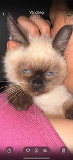 LAST MINUTE PRIJS Mix siamees kittens tekoop, Meerdere dieren, Ontwormd, 0 tot 2 jaar