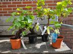 Druif op oude stam wit en blauw / vitis vinifera, Ophalen of Verzenden, Zomer, Overige soorten, Volle zon
