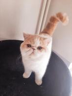 Exotic korthaar, Dieren en Toebehoren, Kater, Ontwormd