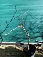 Hammamelis Jelena te gebruiken als Bonsai Starter, Tuin en Terras, Planten | Bomen, Overige soorten, Minder dan 100 cm, Ophalen