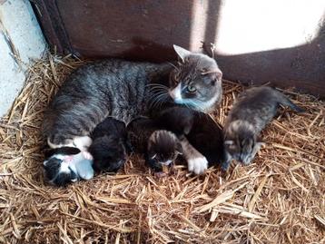 Prachtige boerderij kittens  beschikbaar voor biedingen