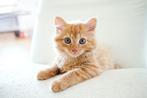 Kitten gezocht, Dieren en Toebehoren, Katten en Kittens | Overige Katten, Kater, 0 tot 2 jaar