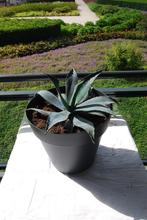 Prachtige kleinere Agave., Tuin en Terras, Planten | Tuinplanten, Volle zon, Vaste plant, Bloeit niet, Ophalen