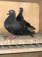 Jong valensiano, Dieren en Toebehoren, Vogels | Duiven, Meerdere dieren, Postduif