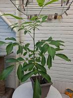 Walnoot boom 1 meter hoog, Overige soorten, 100 tot 250 cm, Zomer, Ophalen