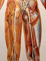 Grote anatomische kaart, Ophalen of Verzenden, Natuur en Biologie