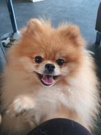 Prachtige pomeriaan voor een dekking ( met ervaring), Rabiës (hondsdolheid), Reu, 1 tot 2 jaar, Eén hond