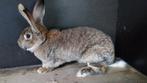 Vlaamse reus voedster, Dieren en Toebehoren, Vrouwelijk, Groot