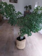 grote kamerplant, Huis en Inrichting, Kamerplanten, Ophalen, Ficus, 100 tot 150 cm, Halfschaduw