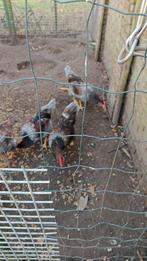 Blauwe barnevelders ( 3 hanen 2025 ) gratis, Mannelijk, Kip