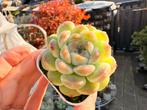 Echeveria Hybrida/pot 5cm/vetplant/succulent, Ophalen of Verzenden, Halfschaduw, Minder dan 100 cm