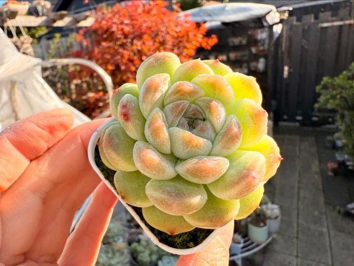 Echeveria Hybrida/pot 5cm/vetplant/succulent, Huis en Inrichting, Kamerplanten, Minder dan 100 cm, Halfschaduw, Ophalen of Verzenden