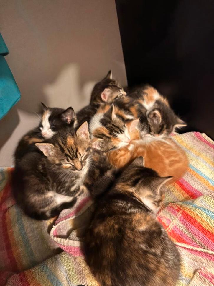 Lieve kittens te koop!, Dieren en Toebehoren, Katten en Kittens | Overige Katten, Meerdere dieren, 0 tot 2 jaar