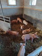 Biggen 75% duroc  25% berkshire, Dieren en Toebehoren, Meerdere dieren, Varken, 0 tot 2 jaar