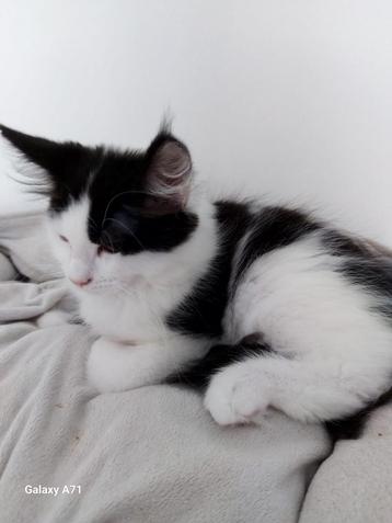 100 procent raszuivere ragdoll  kittens   beschikbaar voor biedingen