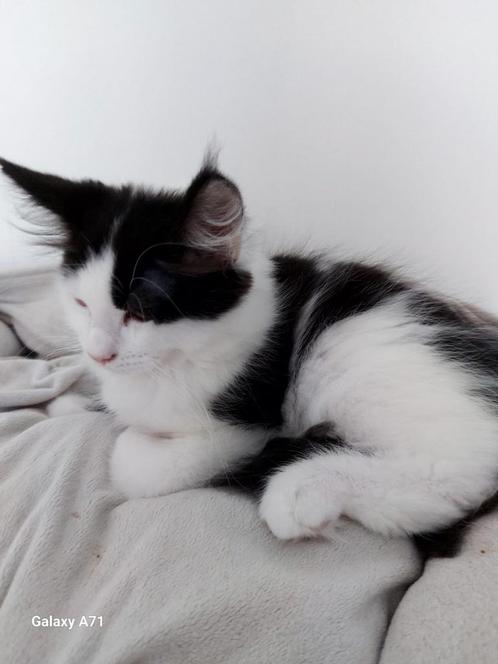 100 procent raszuivere ragdoll  kittens, Dieren en Toebehoren, Katten en Kittens | Raskatten | Langhaar, Meerdere dieren, Ontwormd