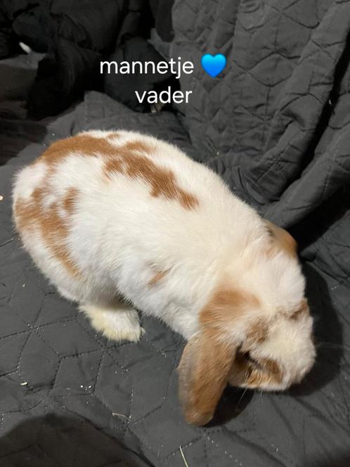 Konijnen, Dieren en Toebehoren, Konijnen, Middelgroot, Geslacht onbekend, 0 tot 2 jaar, Hangoor