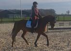 Te koop super lieve 6 jarige ruin ( Toto jr. X Negro), Dieren en Toebehoren, Paarden, Gechipt, B, Ruin, Dressuurpaard