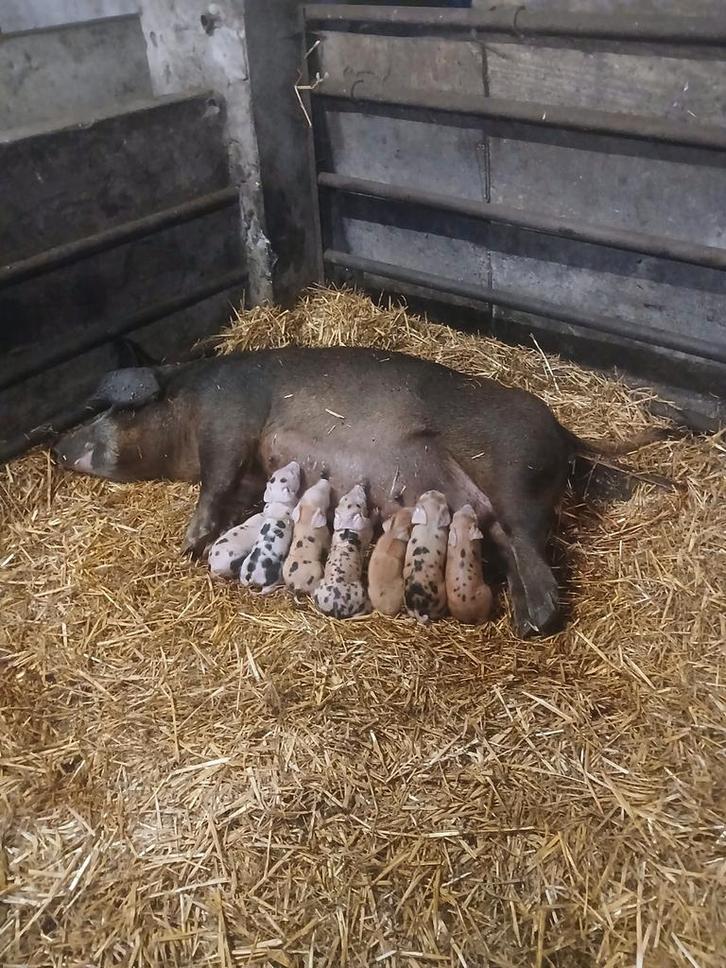 Mooie Husumer  Bentheimer  Piétrain, Dieren en Toebehoren, Schapen, Geiten en Varkens, Varken, Meerdere dieren, 0 tot 2 jaar